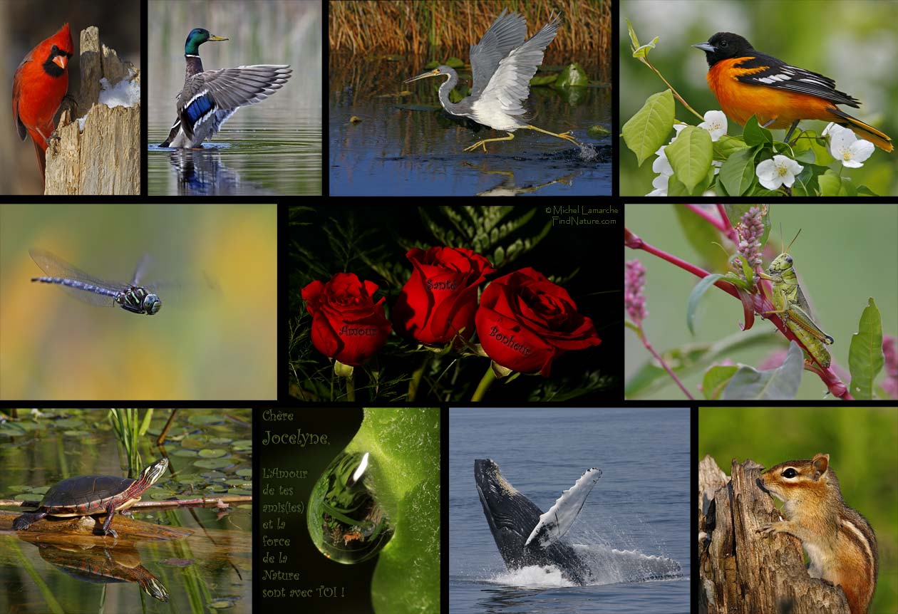 Jocelyne, nous sommes avec toi - Montage photos (1260x862 pixels)