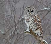 Barred Owl, Mount St-Bruno Barred Owl, Mount St-Bruno