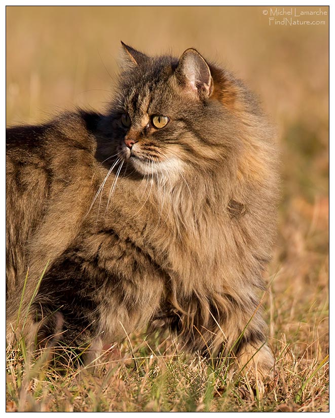 Photo de chat