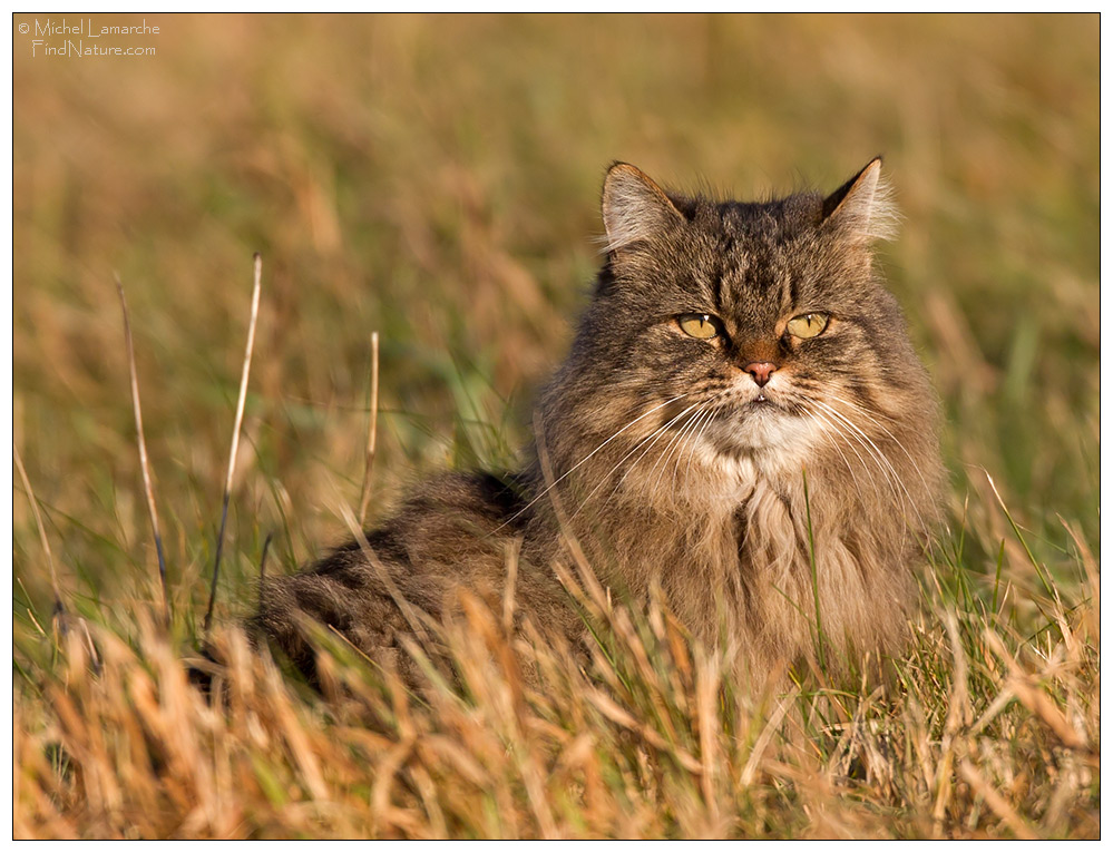 Photo de chat