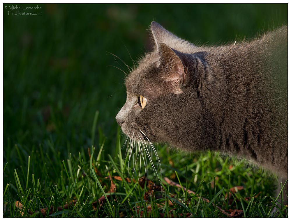 Photo de chat