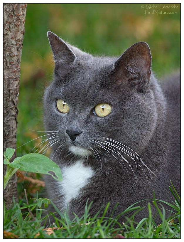 Photo de chat