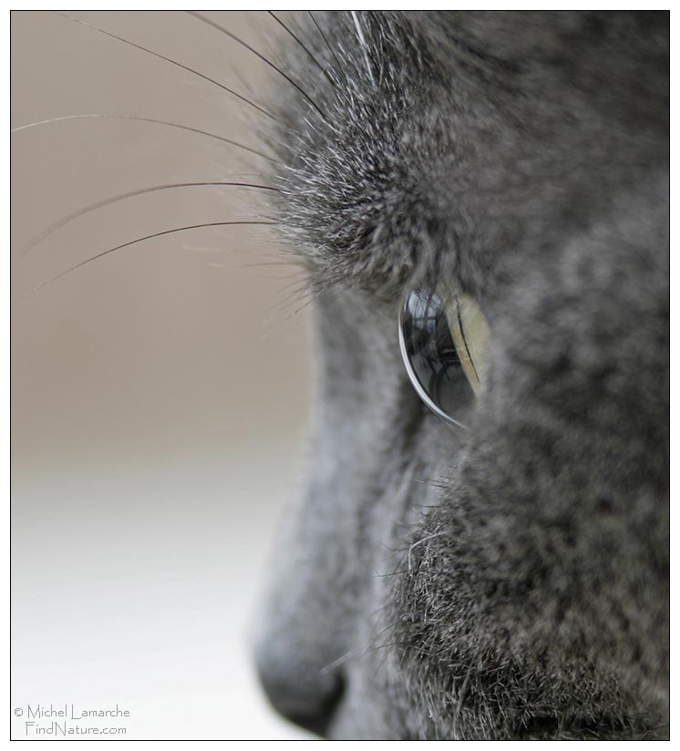 Photo de chat