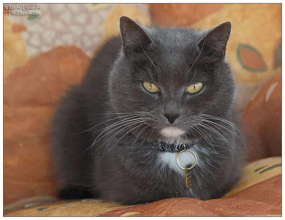 Photo de chat