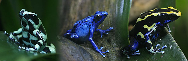 Dendrobates...