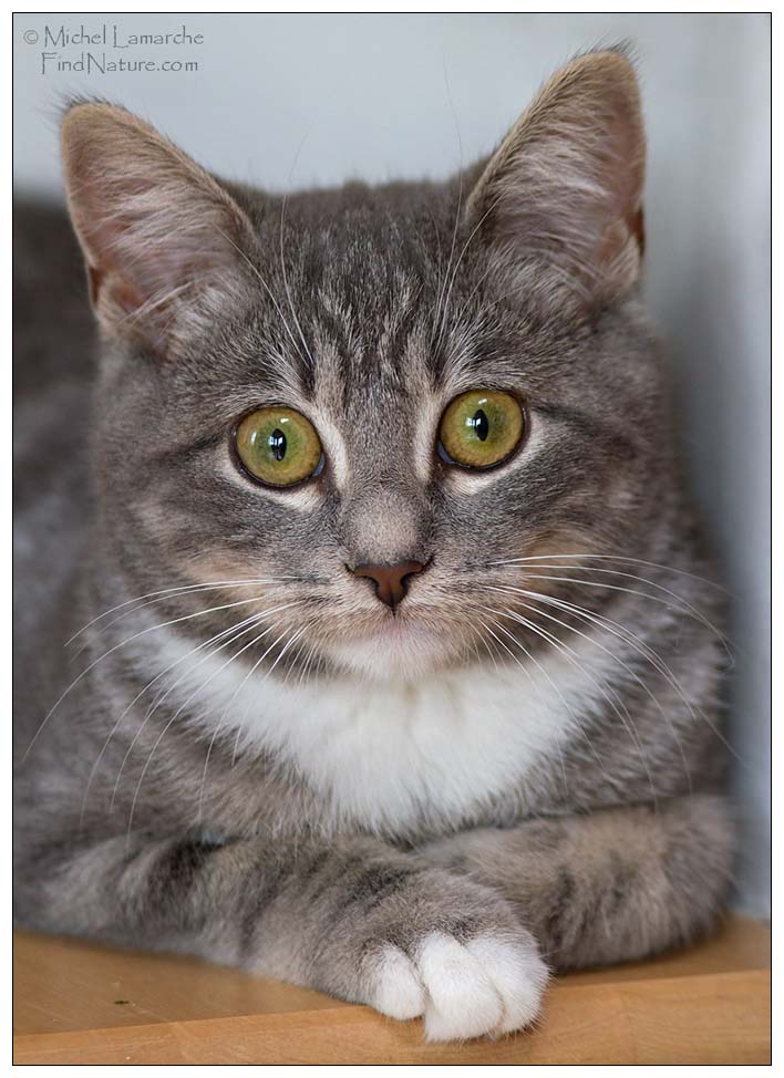 Photo de chat
