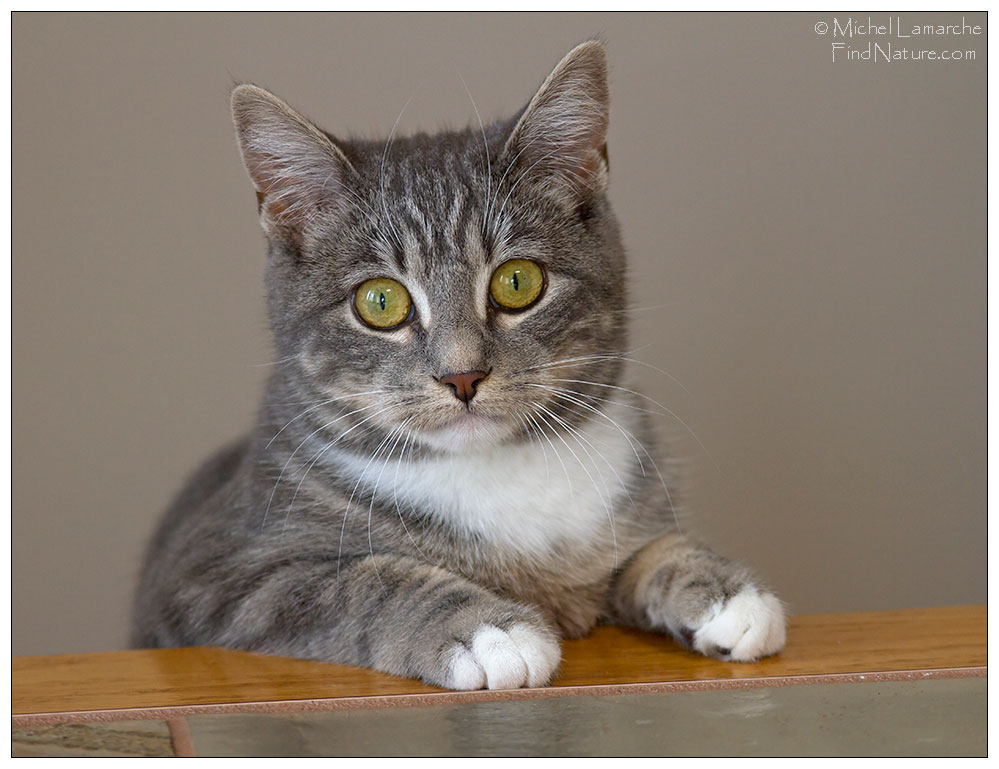 Photo de chat