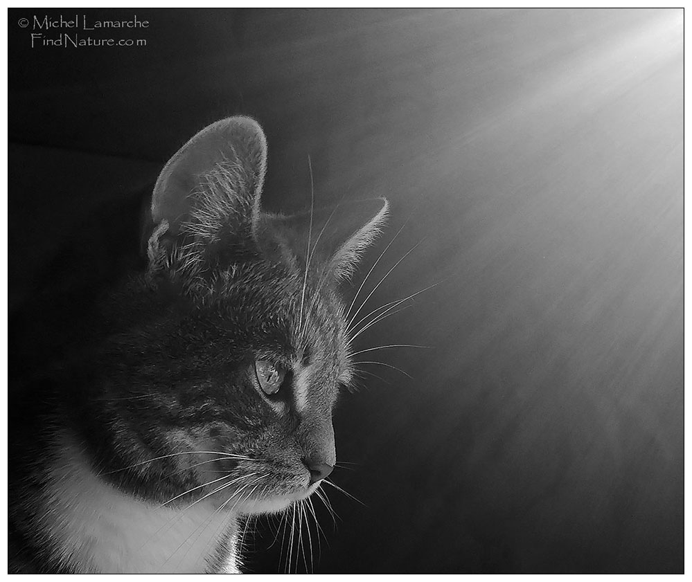 Photo de chat