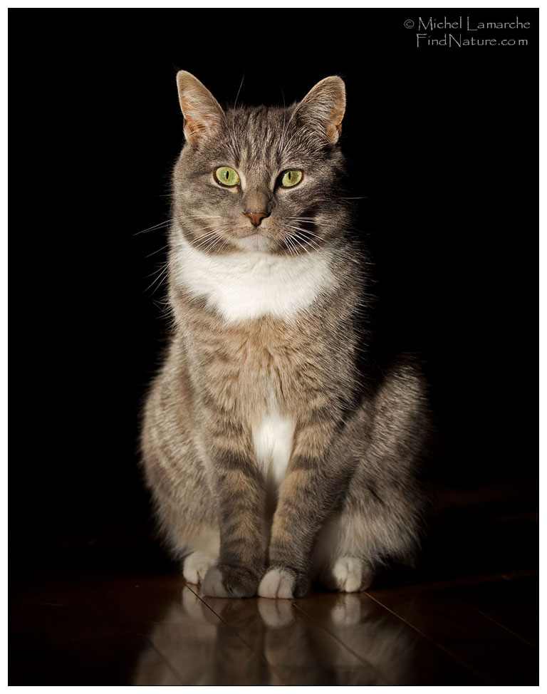 Photo de chat