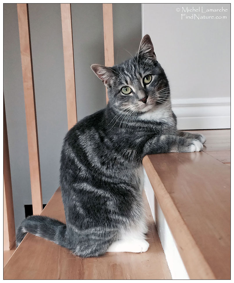 Photo de chat