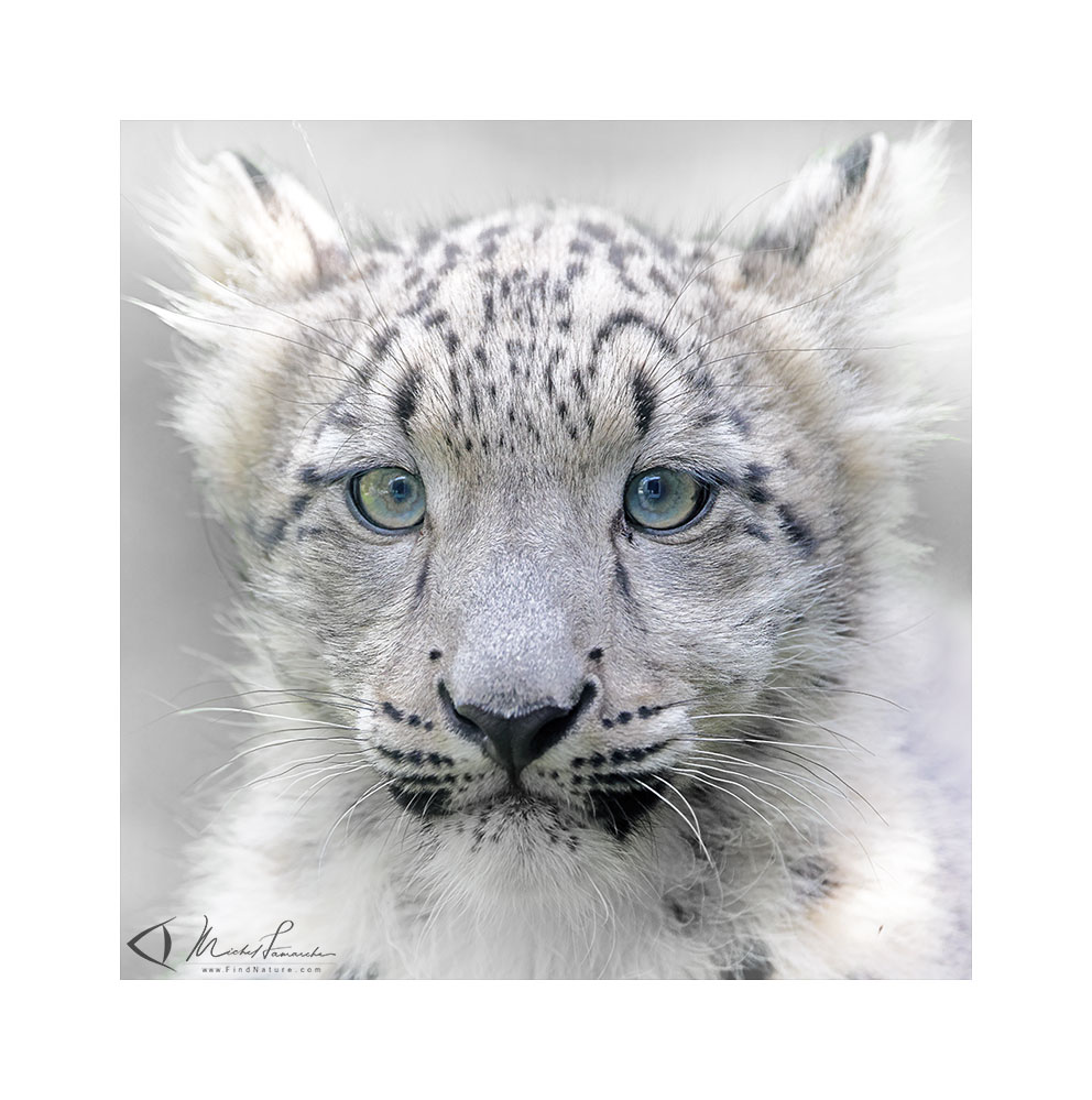 Photos Léopard des neiges, Snow Leopard Michel