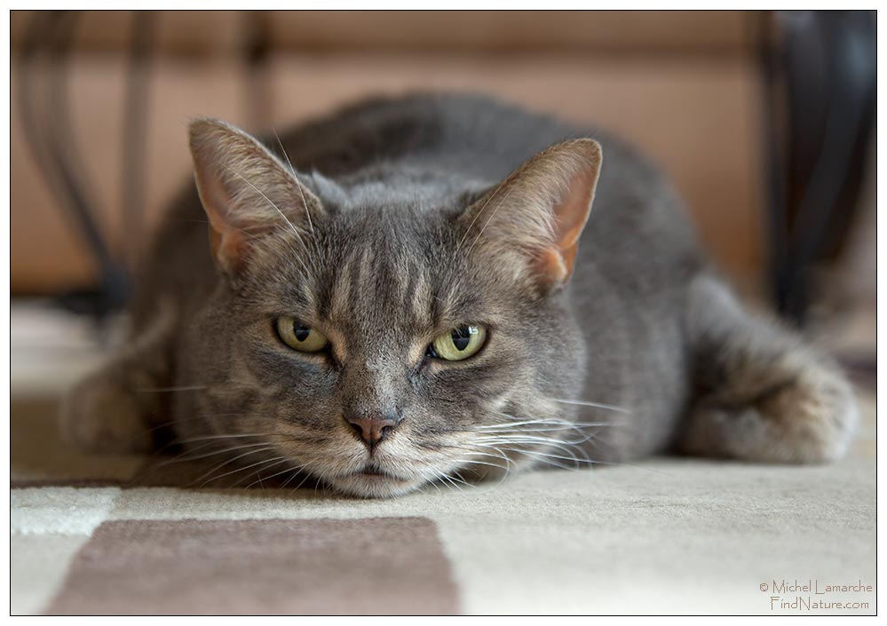Photo de chat