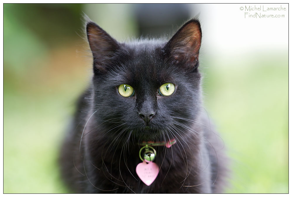 Photo de chat