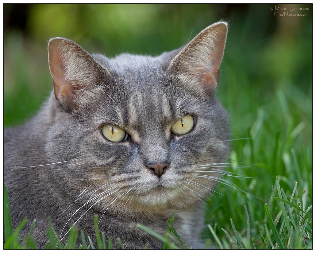 Photo de chat