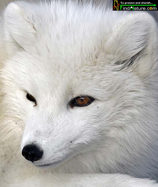 renard-arctique.jpg