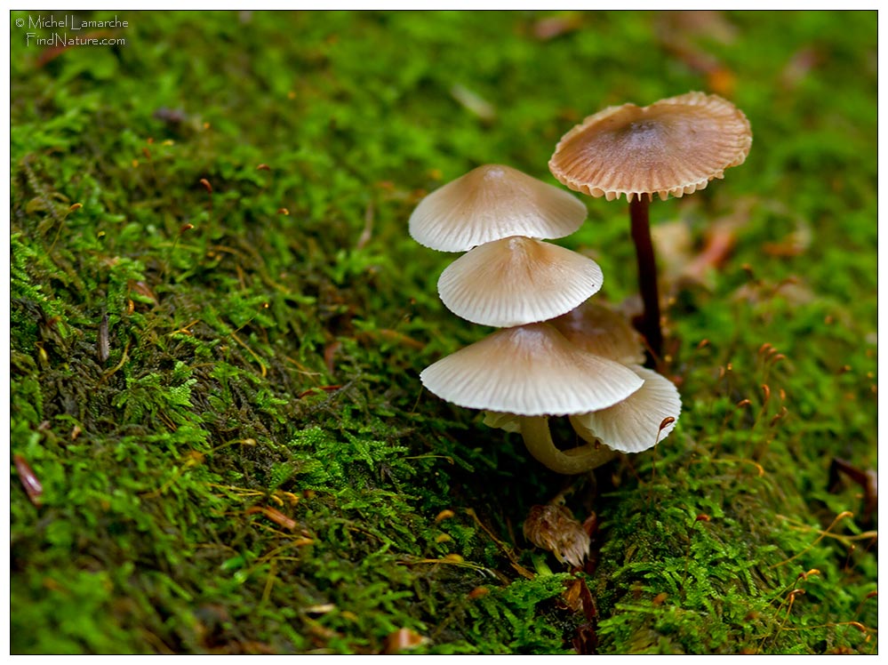 Photo - Champignon sauvage - Wild mushroom