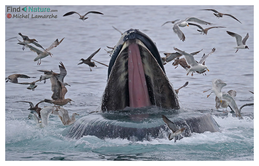 Baleine à bosse, Humpback Whale