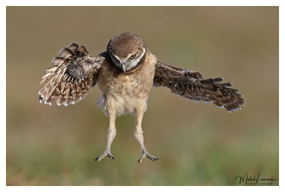 Chevêche des terriers, Burrowing Owl, Athene cunicularia