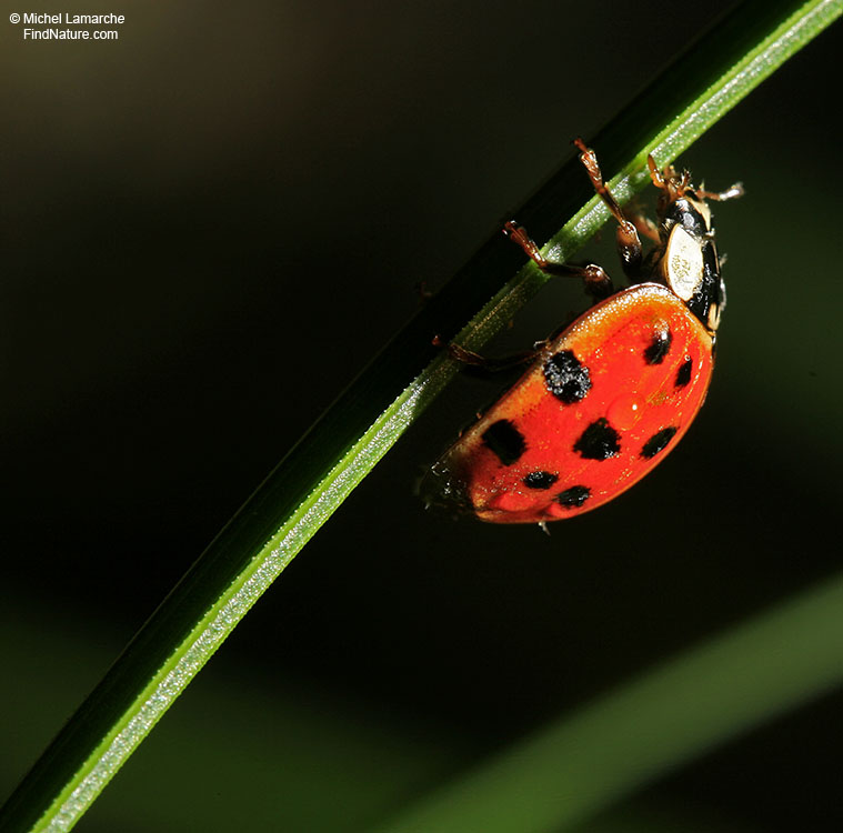 FindNaturecom Photos Coccinelle Ladybug 