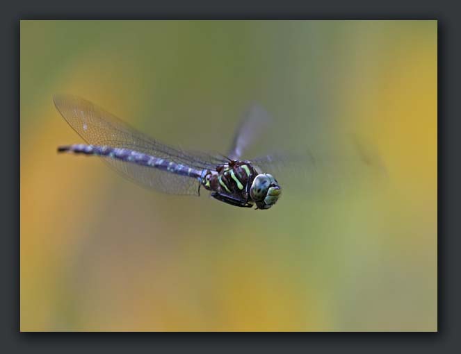 Click on this photo to see more dragonflies in flight...