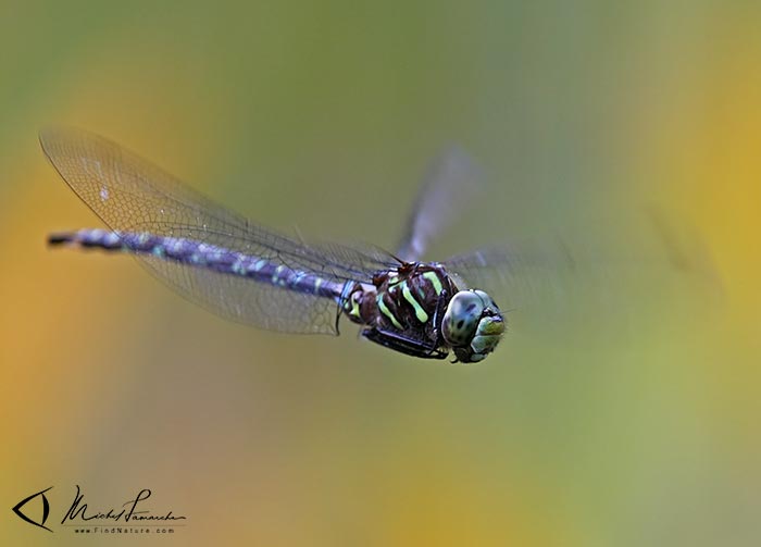 Click on this photo to see more dragonflies in flight...