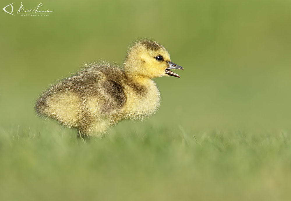 One day old chick, Poussin de 1 jour, Longueuil (Québec), 2007-05-20