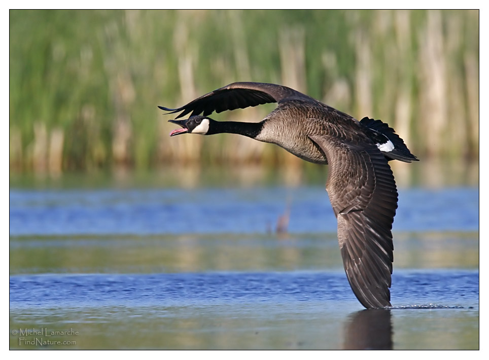 Boucherville (Québec), 2009-05-24