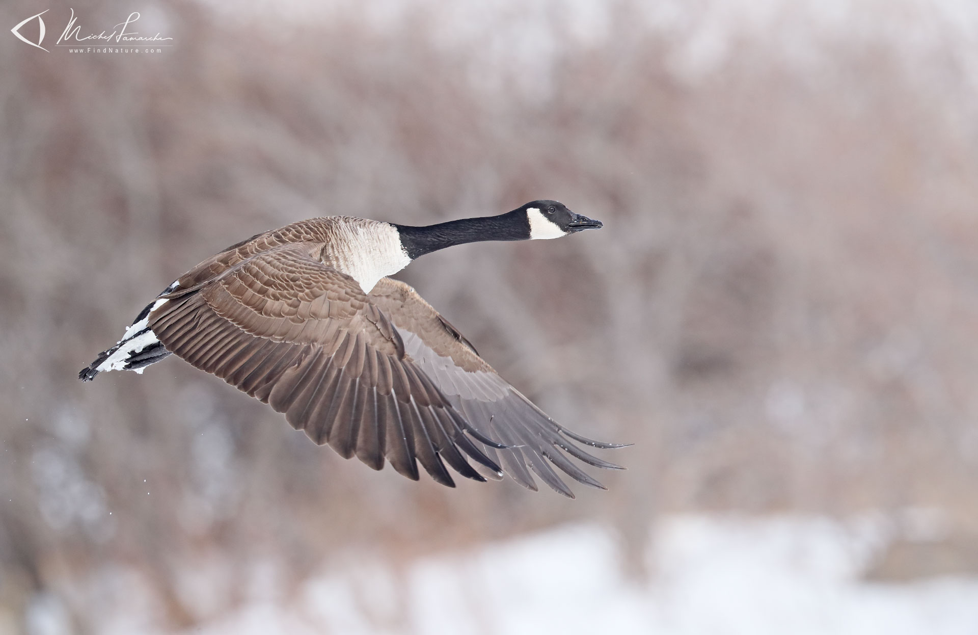 Photos Bernache du Canada, Canada Goose, Branta canadensis Michel Lamarche. Photos Bernache du Canada, Canada Goose, Branta canadensis Michel Lamarche.