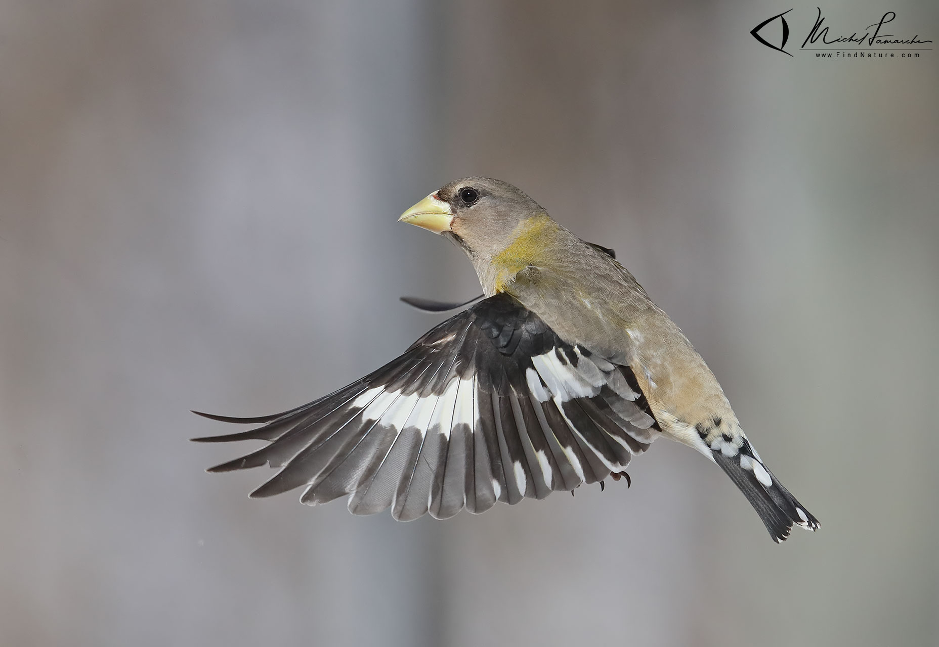 Photos Grosbec errant, Evening Grosbeak