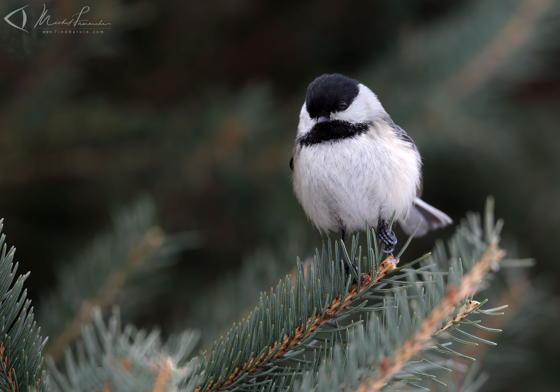 Photos Mésange à tête noire, Blackcapped Chickadee