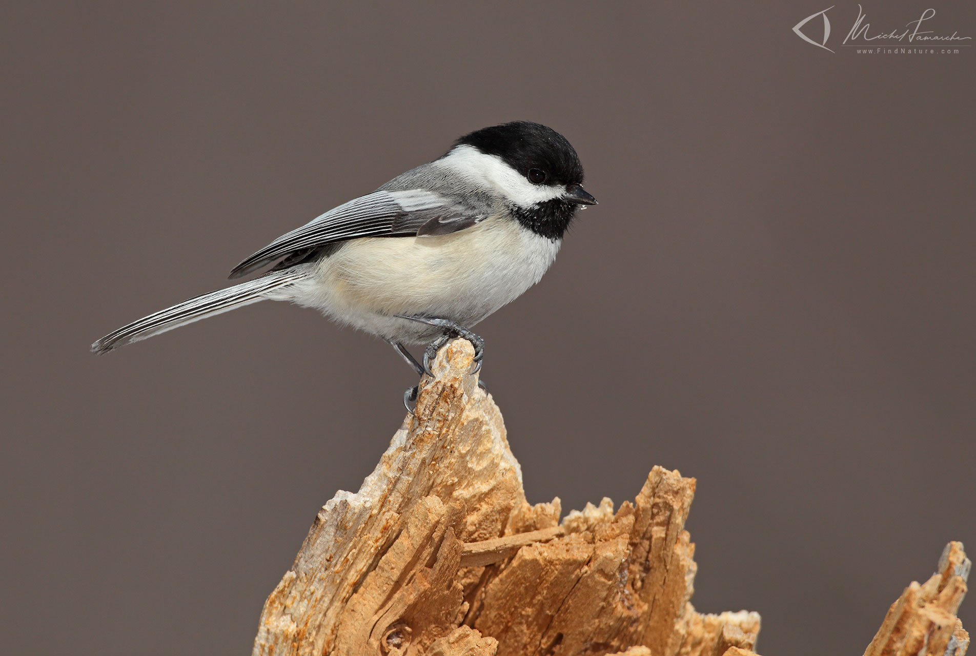Photos Mésange à tête noire, Blackcapped Chickadee