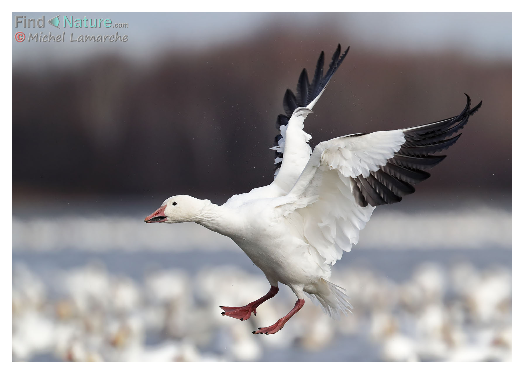Photos Oie des neiges, Snow Goose, Chen caerulescens