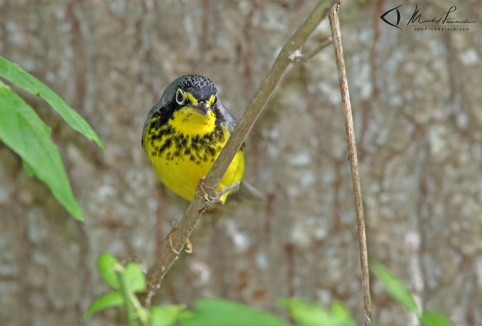 Photos Paruline du Canada, Canada Warbler, Wilsonia
