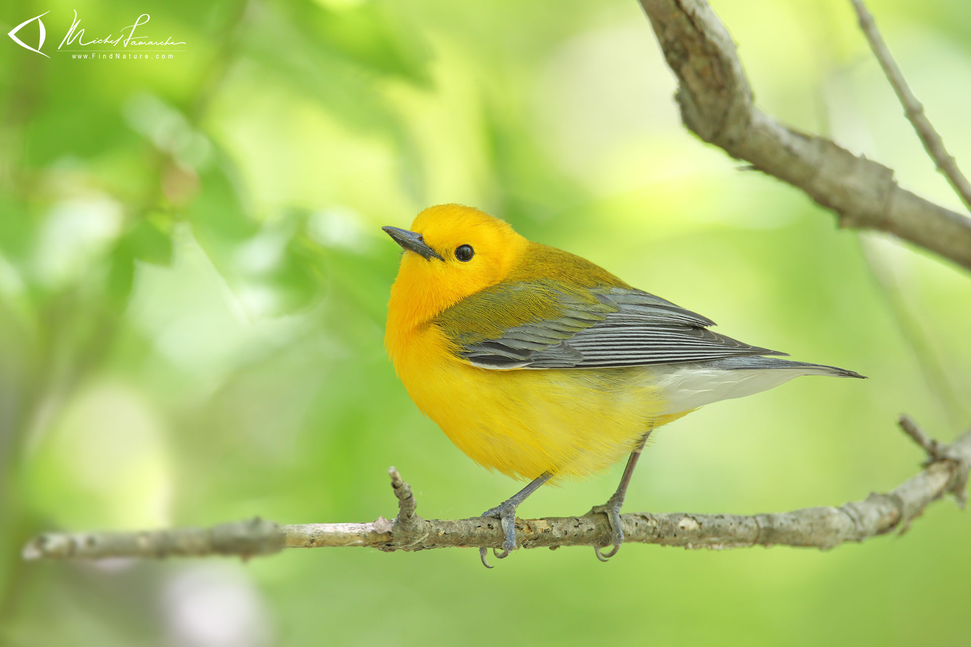 Photos Paruline orangée, Prothonotary Warbler