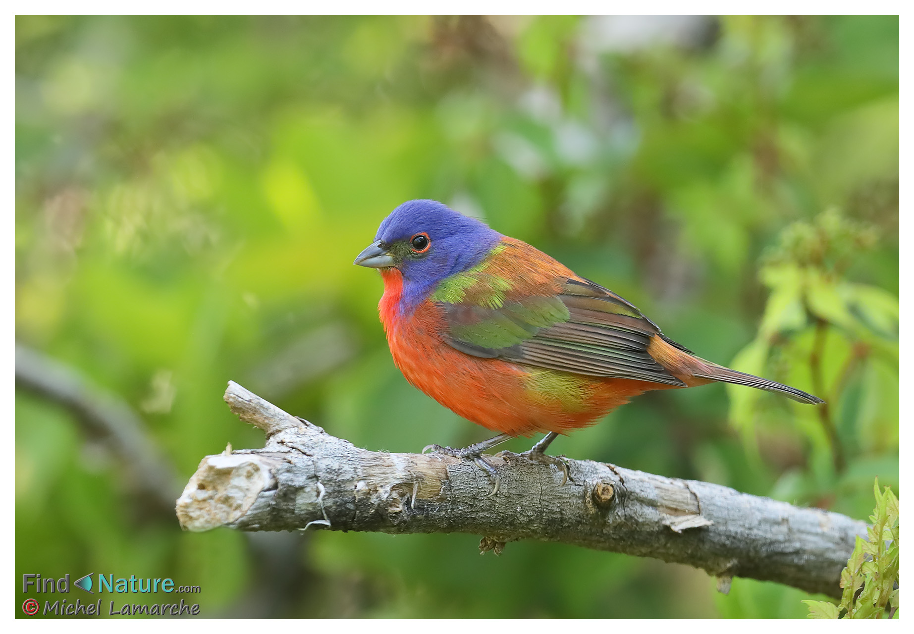Photos Passerin nonpareil, Painted Bunting