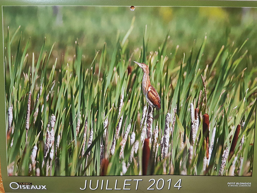 La photo précédente a été reprise dans le calendrier 2014 du Regroupement Québec Oiseaux