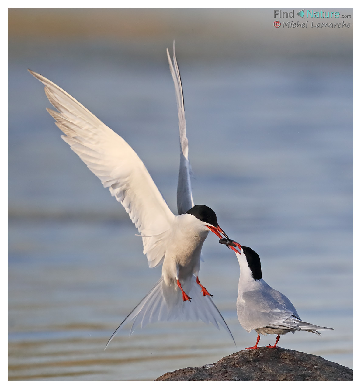FindNature.com - Photos - Sterne pierregarin, Common Tern, Sterna