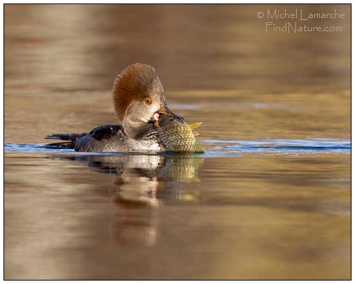 Photo chouette rayée