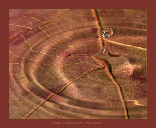 Photo chouette rayée