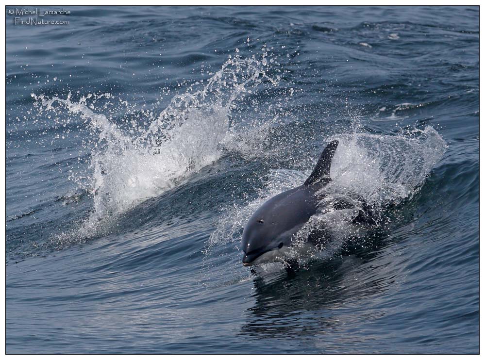 photo dauphin dolphin