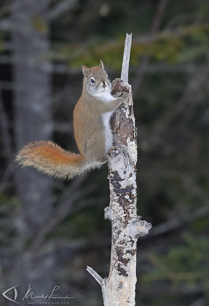 (Québec), 2018-02-22