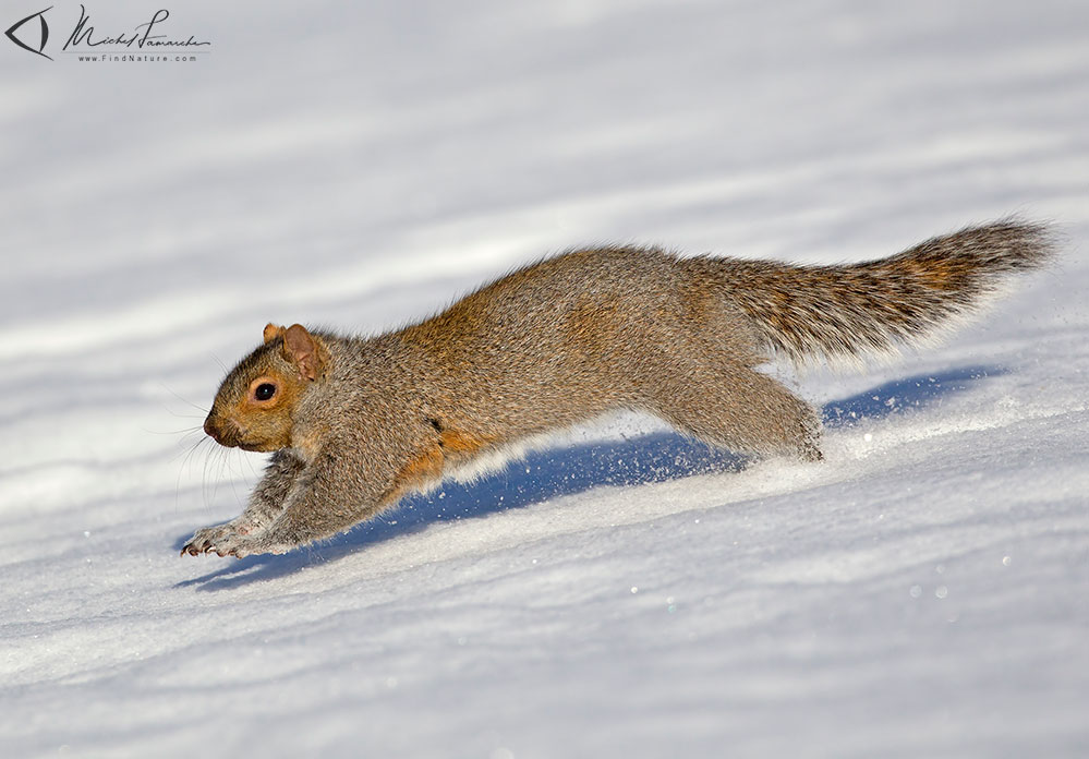 St-Bruno (Québec), 2012-01-05