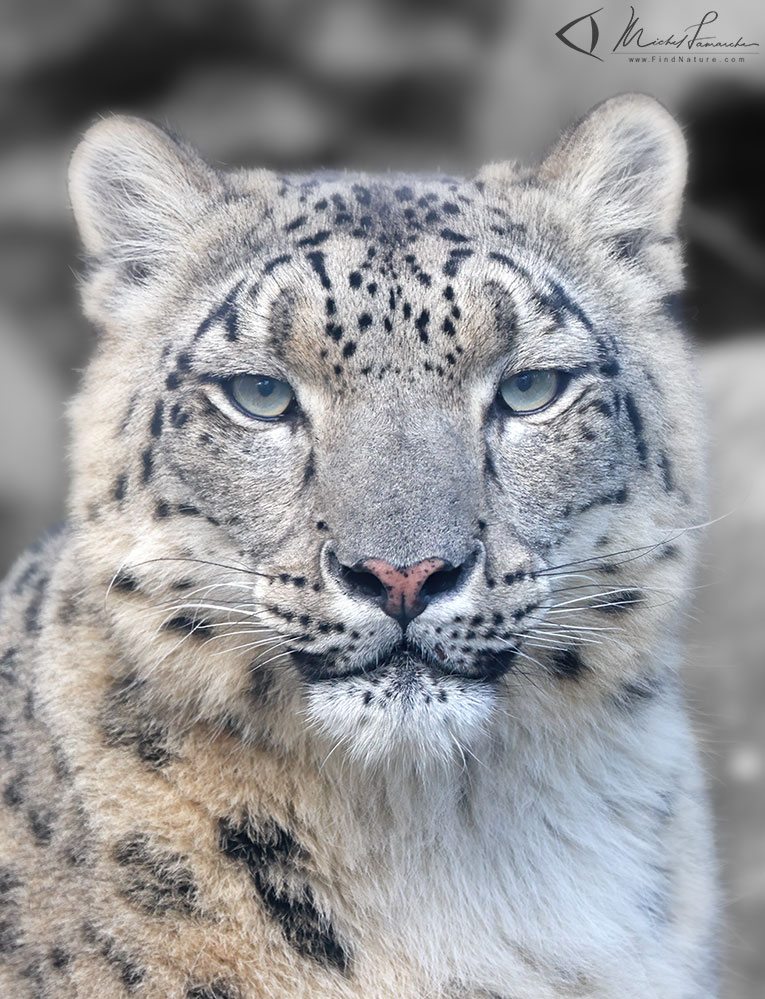 Femelle adulte, en captivit&eacute;, Granby (Qu&eacute;bec), 2021-09-26