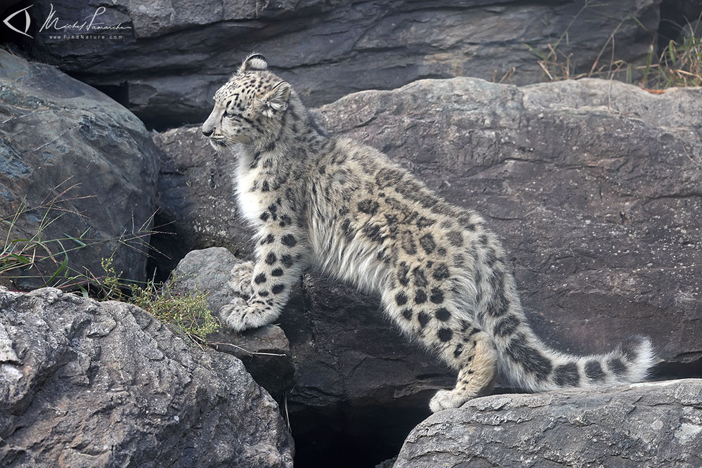 Jeune 4.5 mois, en captivit&eacute;, Granby (Qu&eacute;bec), 2021-09-26