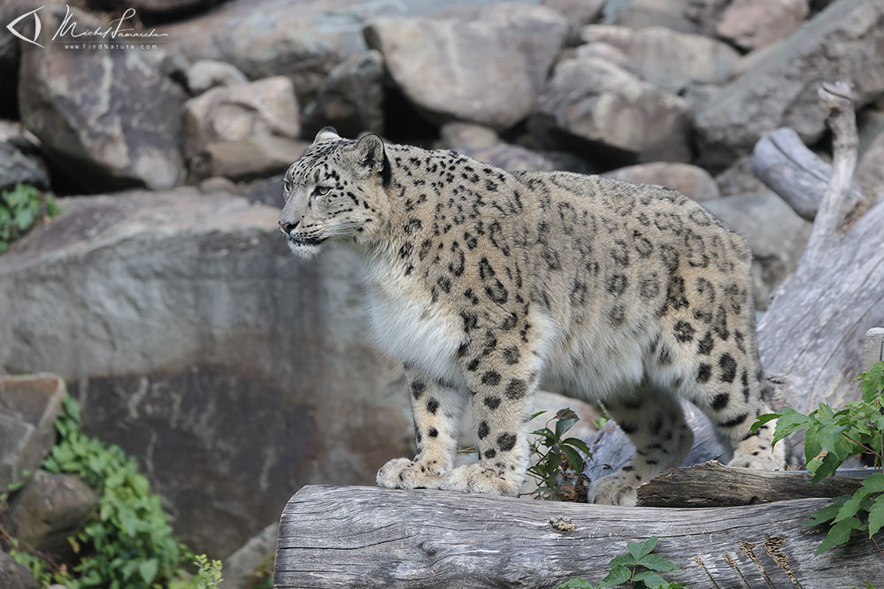 Femelle adulte en captivit&eacute;, Granby (Qu&eacute;bec), 2021-09-26