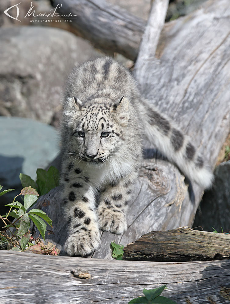 Jeune 4.5 mois, en captivit&eacute;, Granby (Qu&eacute;bec), 2021-09-26