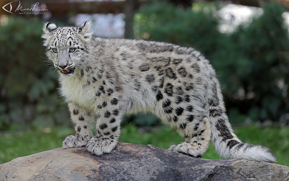 Jeune 4.5 mois, en captivit&eacute;, Granby (Qu&eacute;bec), 2021-09-26