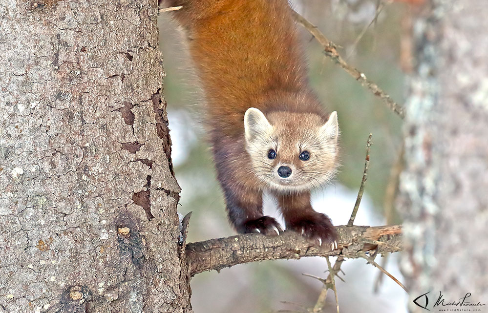 Ontario, 2019-03-08