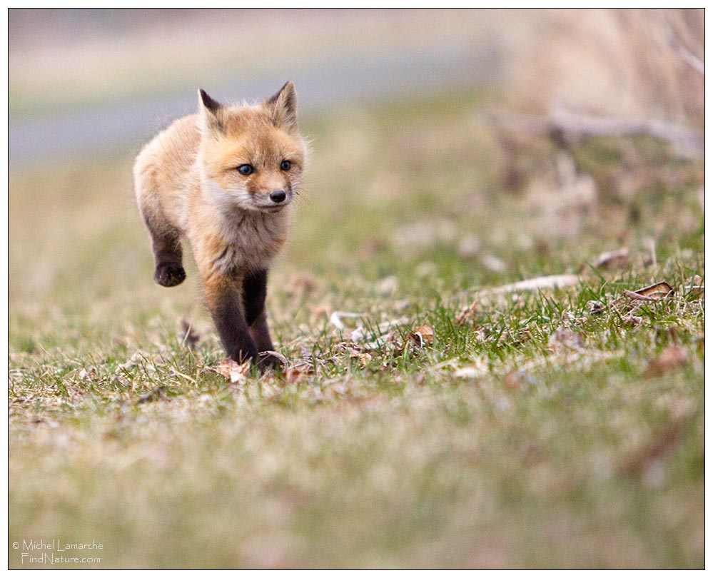 Boucherville (Québec), 2011-04-25
