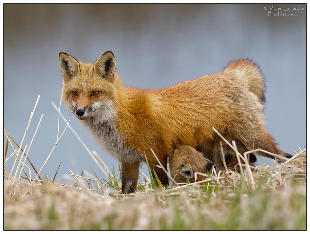 Boucherville (Québec), 2011-04-25